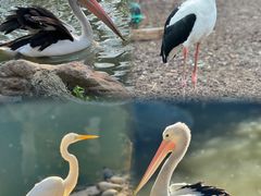 -费瑟代尔野生动物园