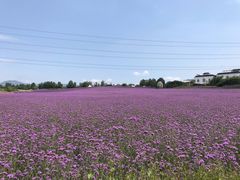 -紫颐香薰山谷景区