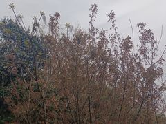 -杭州半山国家森林公园