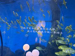 -重庆欢乐海底世界