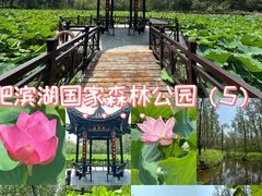 -合肥滨湖国家森林公园
