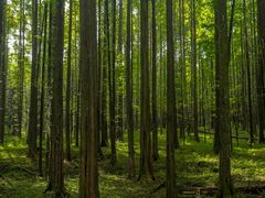 -武陵山森林公园