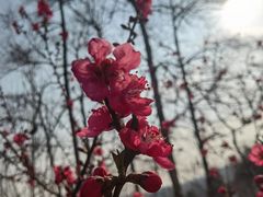 -桃源山庄·水蜜桃采摘·柴火鸡·烧烤团建(龙泉山店)