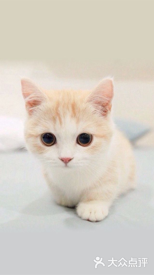 西部牛扒城(吾悦广场店)图片 - 第260张