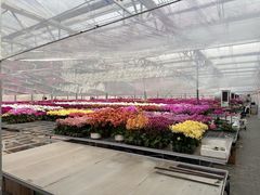 -龙大花卉苗木市场