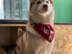 -Husky Go! 哈士奇体验馆·宠物咖啡厅狗咖