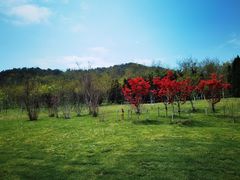 -棒棰岛宾馆景区