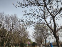 -大兴滨河森林公园