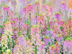 -中国天府农业博览园