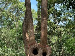 -上海佘山国家森林公园天马山园