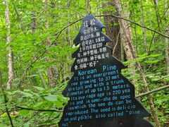 -五营红松林海景区