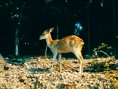 -清迈夜间动物园
