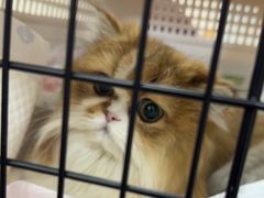 -美联众合动物医院·24h京西诊疗中心