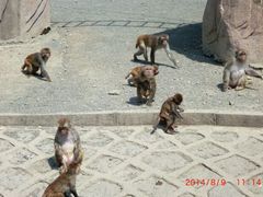 android_upload_pic-哈尔滨北方森林动物园
