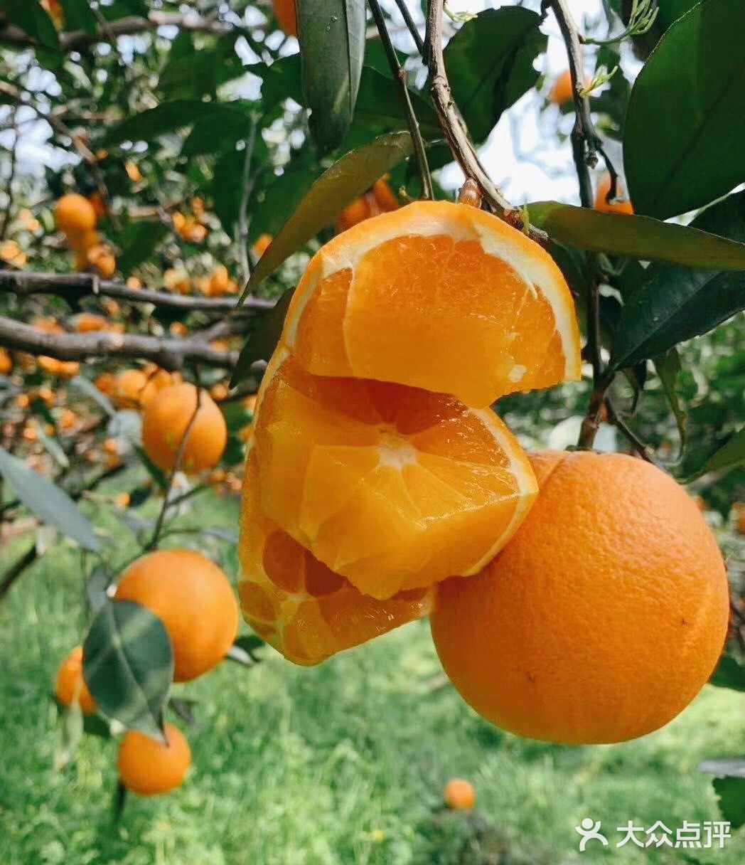 帝王橙每年3月开花次年3月成熟所以被称为