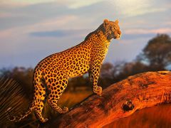 -罗红摄影艺术馆