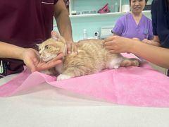 -北京观赏动物医院·24小时大型综合·猫专科·异宠专科