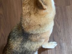 -楼上猫咖(罗湖店)