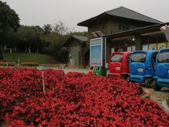 -松山湖梦幻百花洲