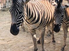 -泉州海丝野生动物世界