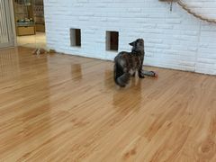 -momokira米努特·德文卷毛猫·棉花面纱犬
