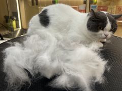 -momokira米努特·德文卷毛猫·棉花面纱犬