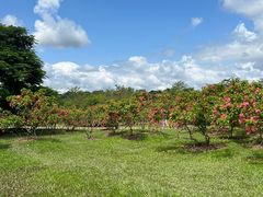 -中国科学院西双版纳热带植物园