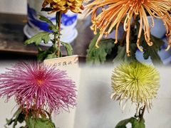 -杭州植物园