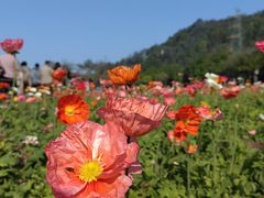 -顺峰山公园