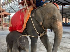 -东芭乐园