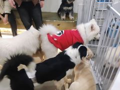 -共舞时光猫咖·狗咖(新街口店)