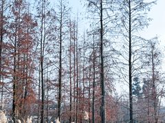 -白鹭湾湿地公园