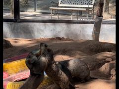 -鄂尔多斯野生动物园