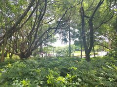 -福田红树林生态公园