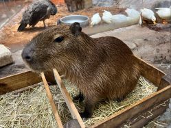 -Zoolung Zoolung动物主题公园(海信广场店)