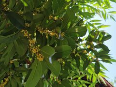 -灯盏窝饭店(新都分店)