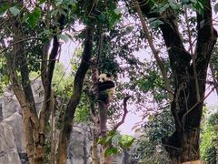-都江堰中华大熊猫苑