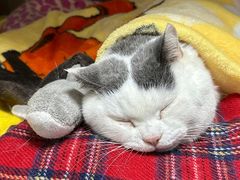 -创凡宠物医院·骨专科  猫科中心(西乡分院)