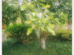 -杭州半山国家森林公园