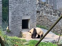 -都江堰中华大熊猫苑