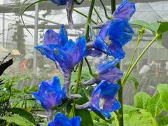 -海堤葡萄园中小学生研学基地