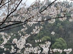 -桃花岭景区