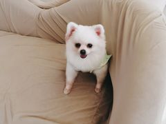 -怪兽屋·羊驼·猫咖·狗咖(俊华广场店)