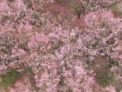 -蜀冈西峰生态公园