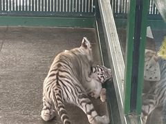 -秦皇岛野生动物园