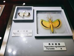 -上海昆虫博物馆