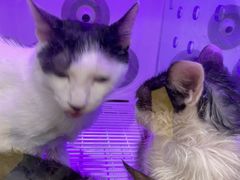 -福懋动物医院·犬猫全科·外科·重症科(杏林分院)