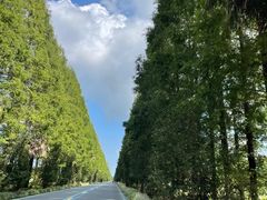 -黄海国家森林公园