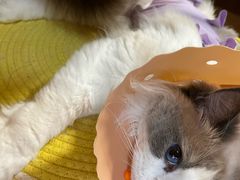 -伟伟宠物医院·CT影像中心·瑞派犬猫综合性门诊(汉口总院)
