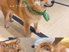 -逗柴咖啡屋·狗咖猫咖宠物桌游